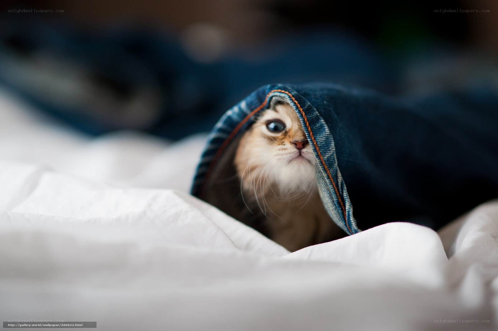 kitten under a blanket