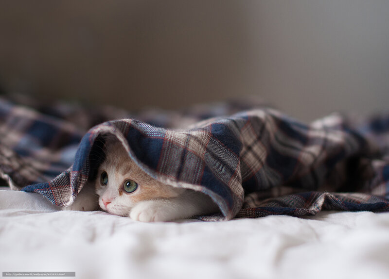 kitten under a blanket