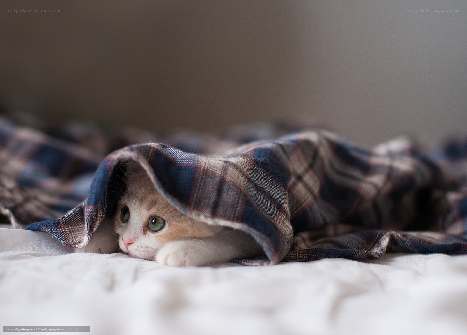 kitten under a blanket