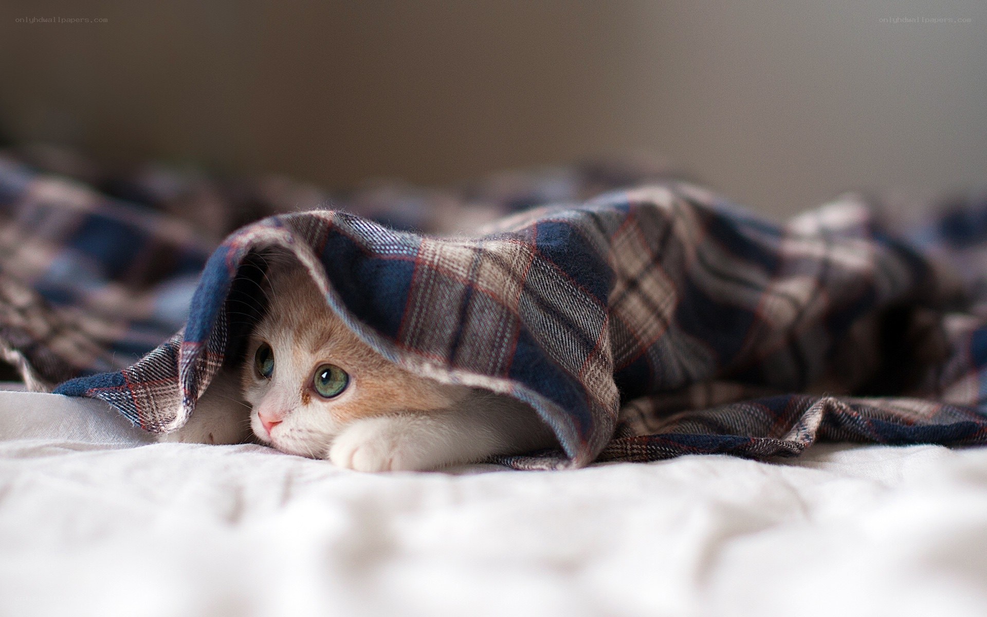 kitten under a blanket