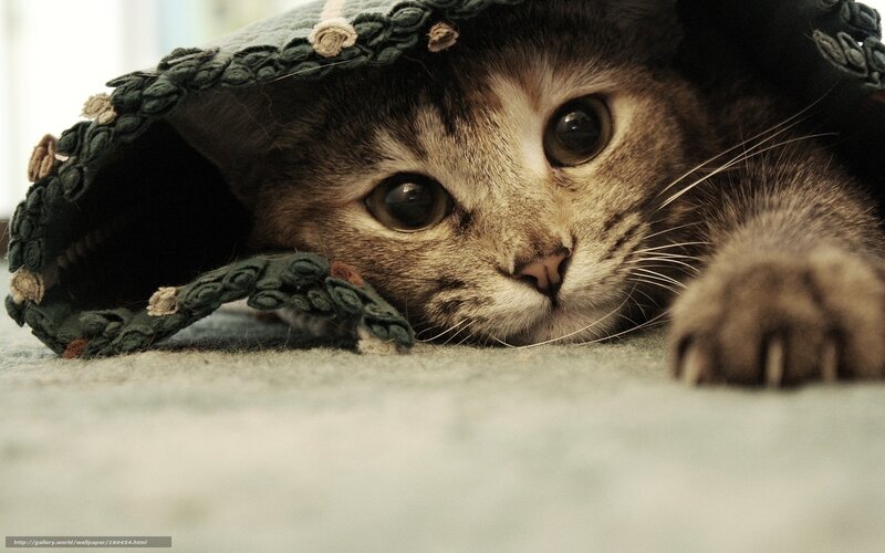 kitten under a blanket