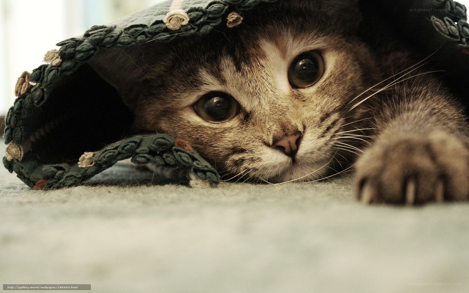 kitten under a blanket
