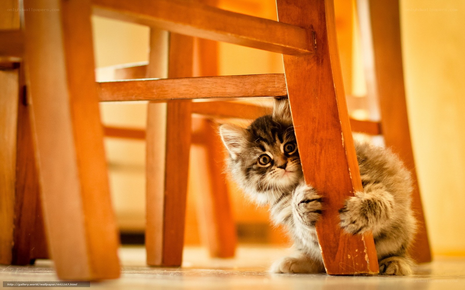 kitten under a chair