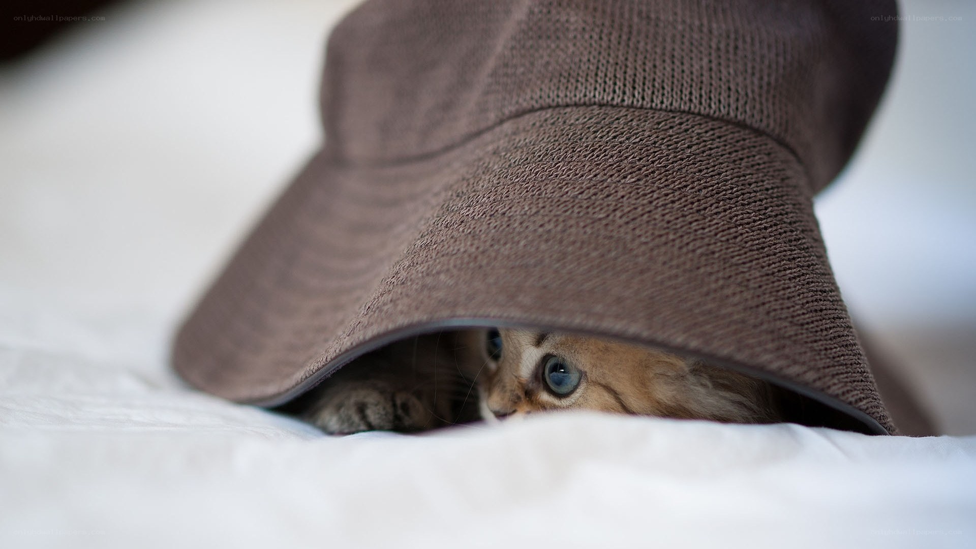 kitten under a hat