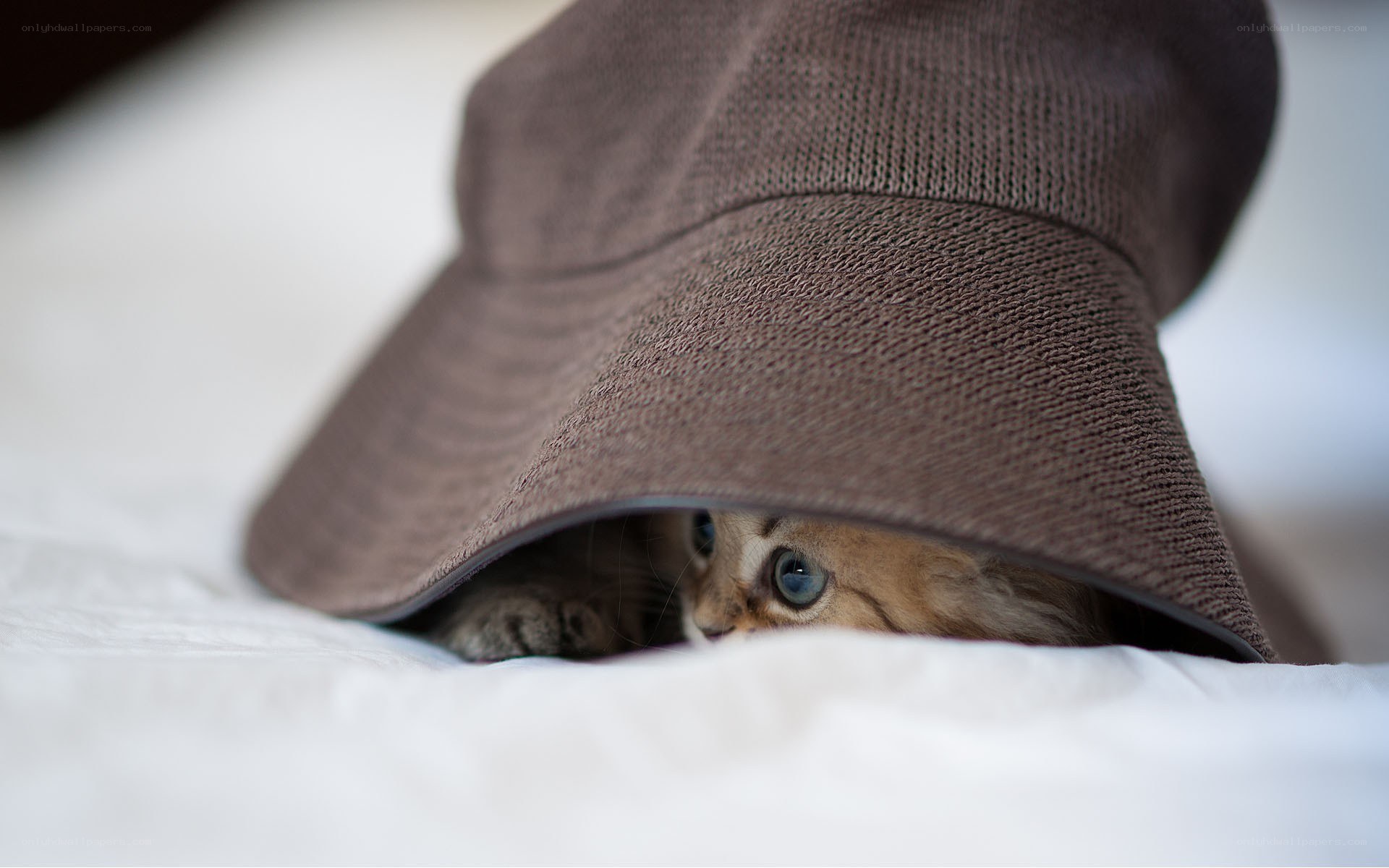 kitten under a hat