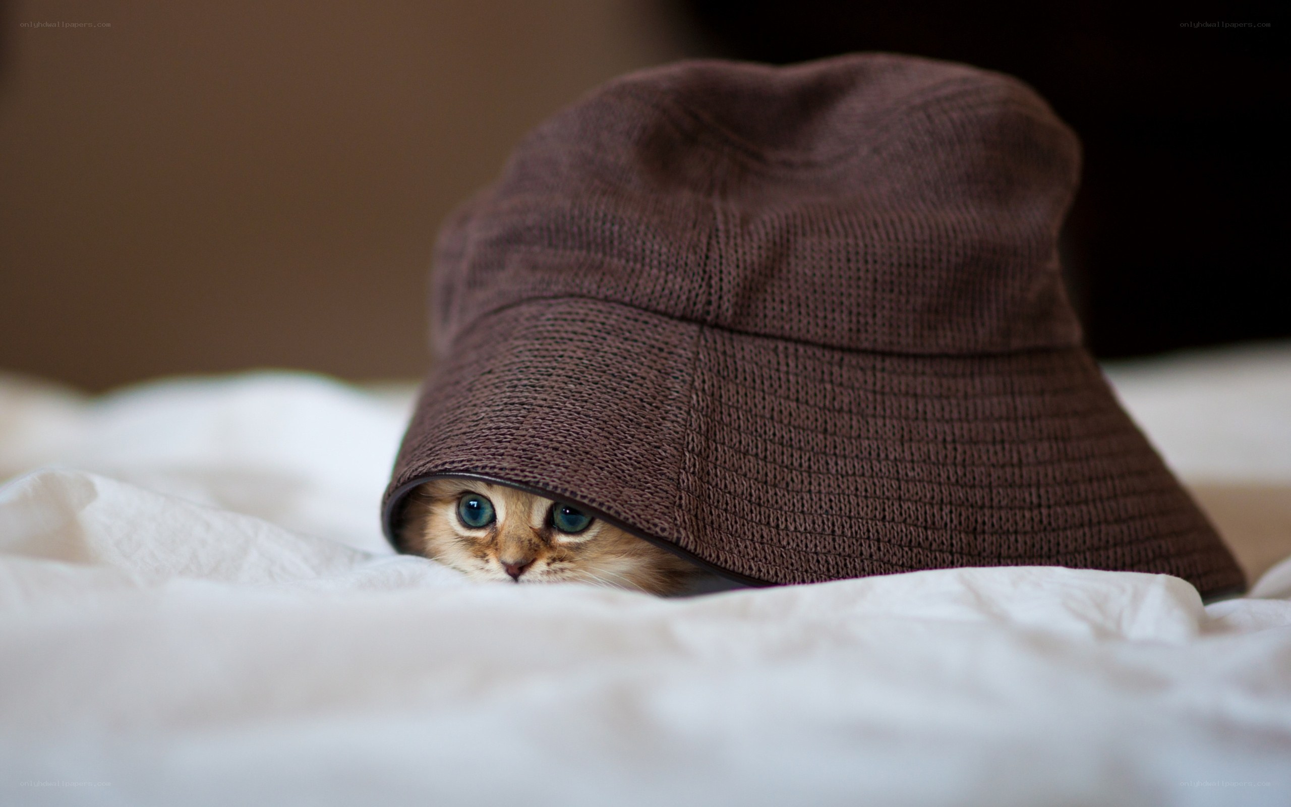 kitten under a hat