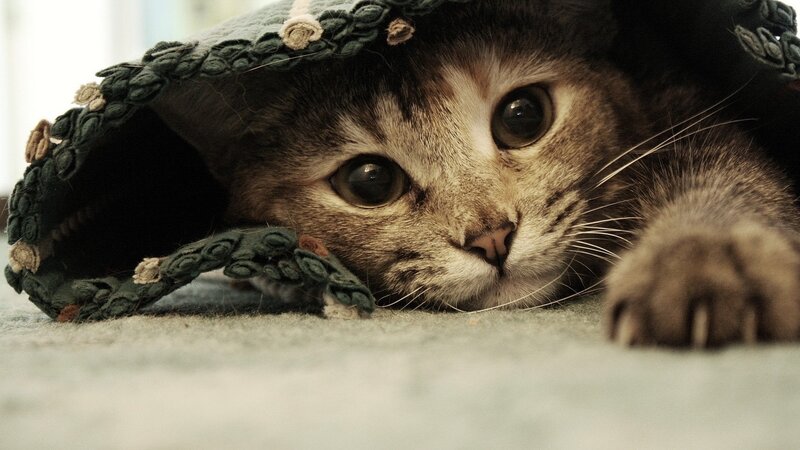 kitten under a knitted hat