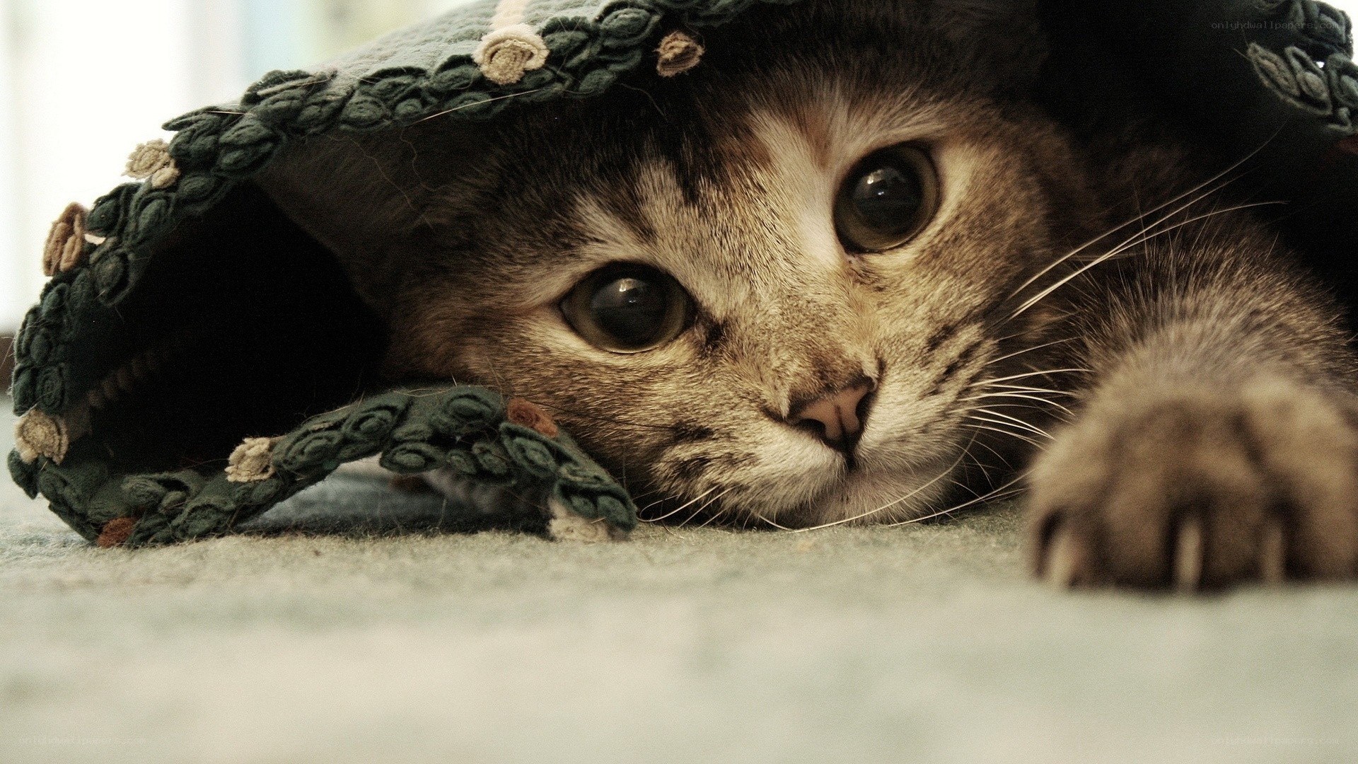kitten under a knitted hat