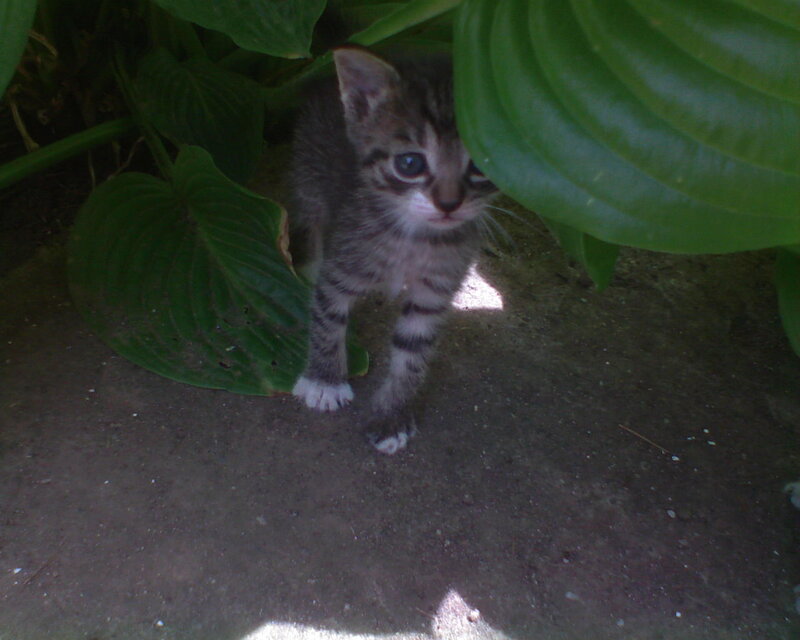 kitten under a leaf