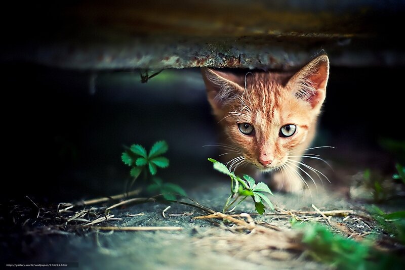 kitten under a shelter