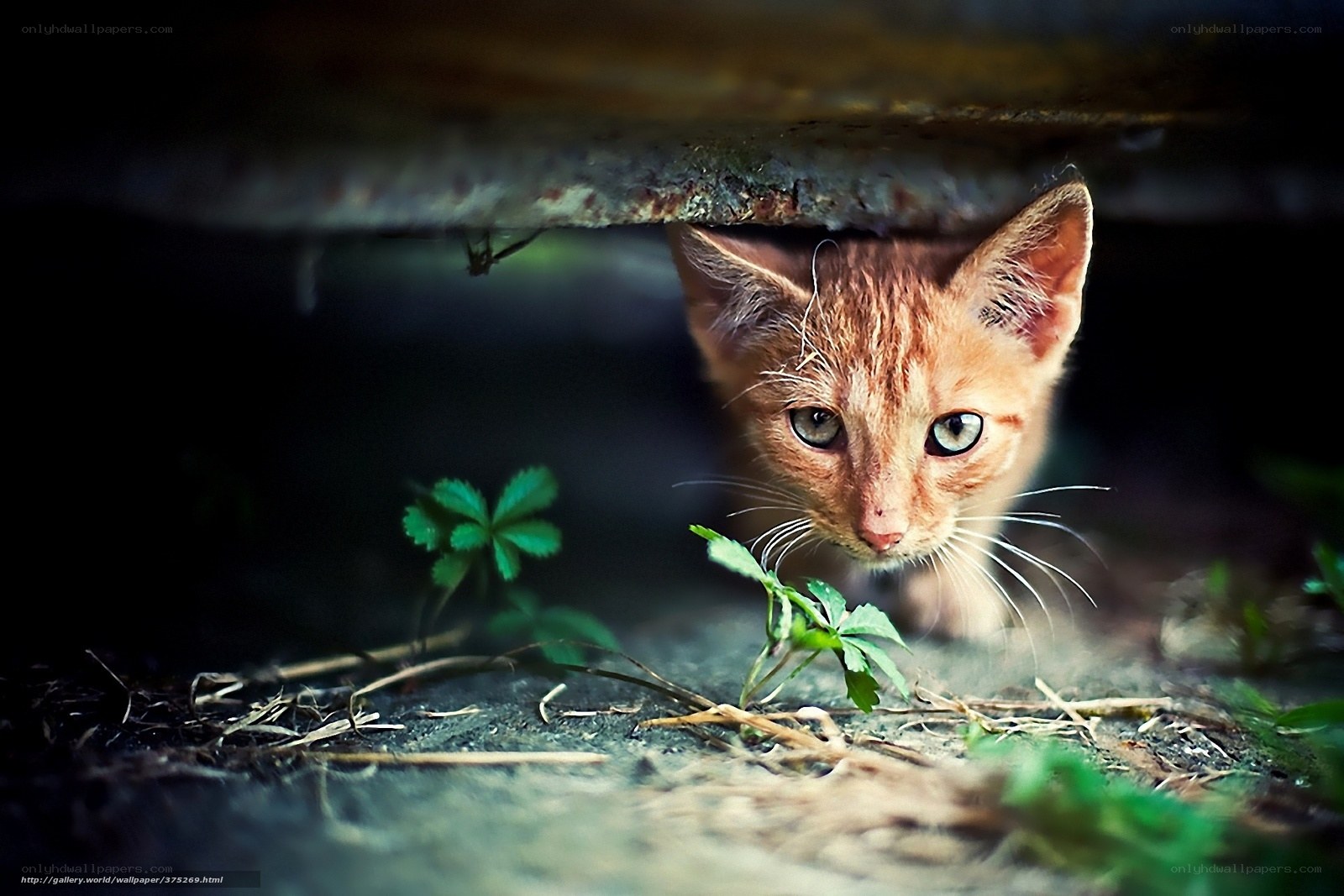 kitten under a shelter