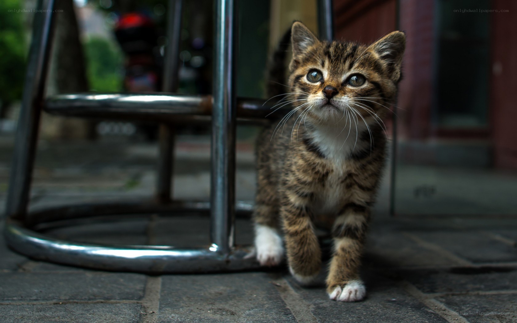 kitten under a stool
