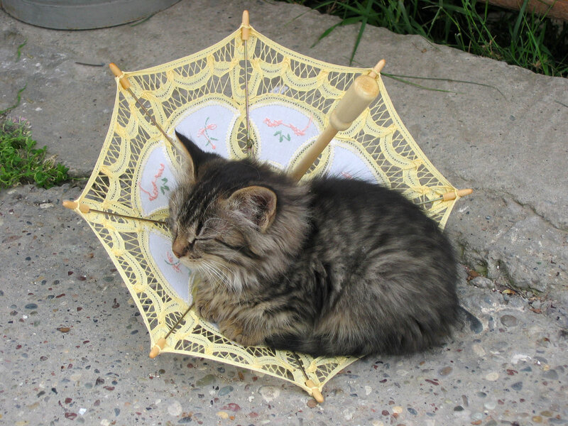 kitten under a tiny umbrella
