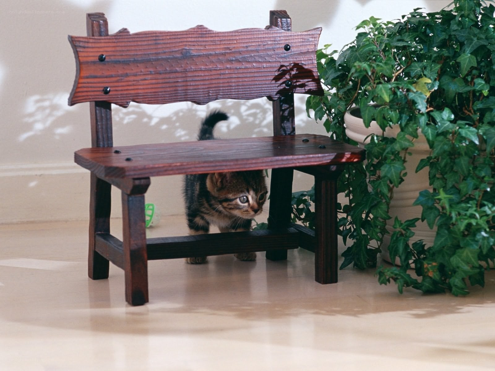kitten under a wooden bench