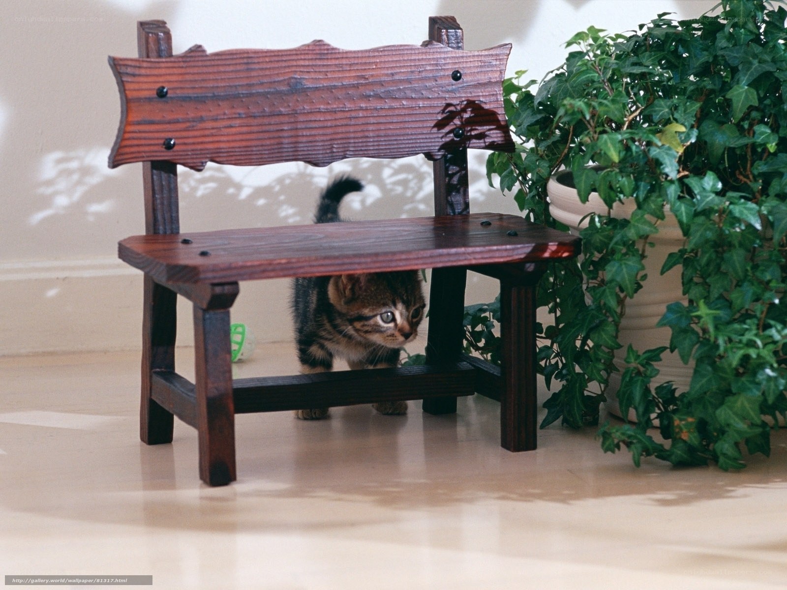 kitten under a wooden bench