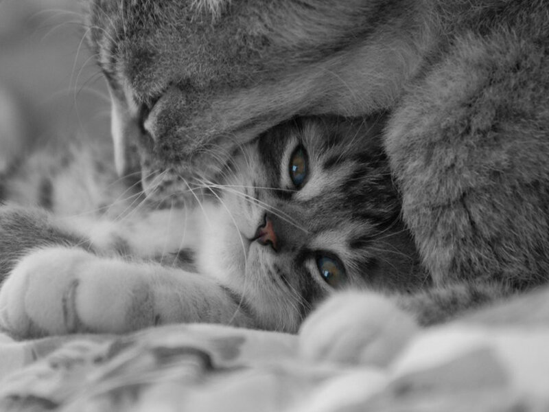 Kitten under Adult Cat