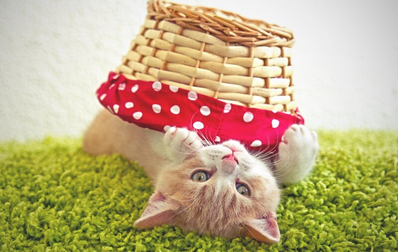 Kitten under Basket — Green