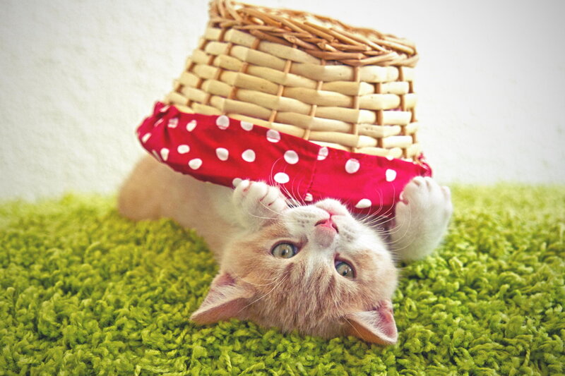 Kitten under Basket
