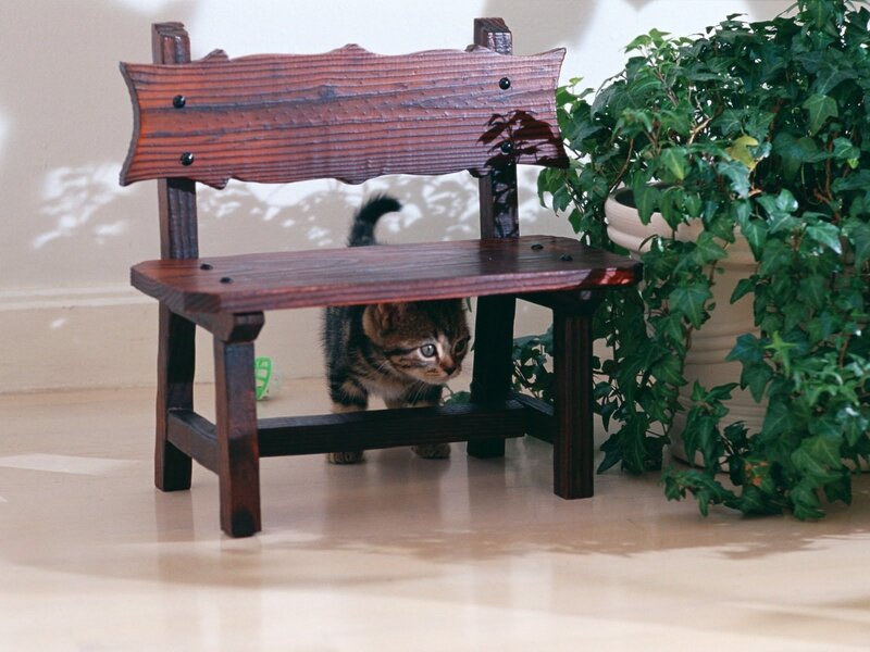 Kitten under Bench