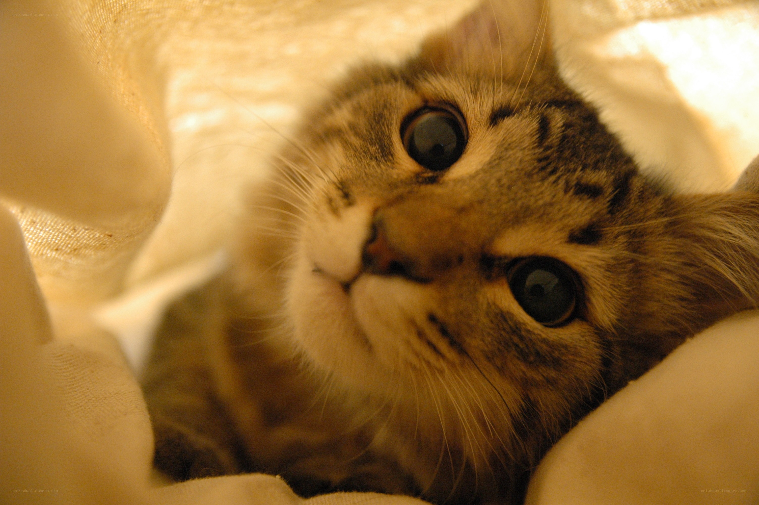 kitten under blanket