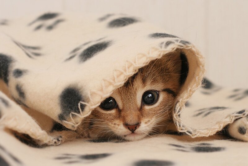 Kitten under Blanket — Beige, Calm