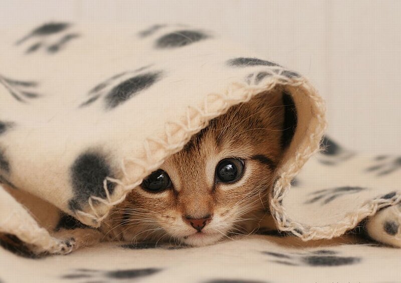 Kitten under Blanket — Beige