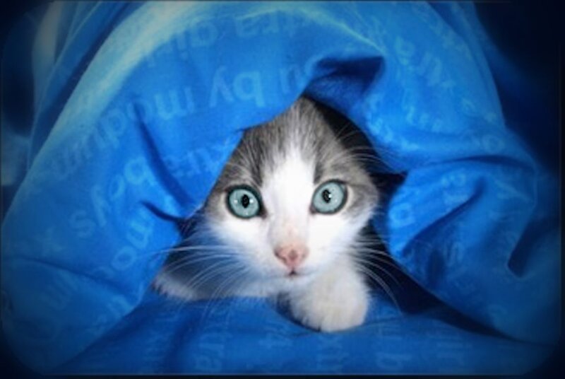 Kitten under Blanket — Blue
