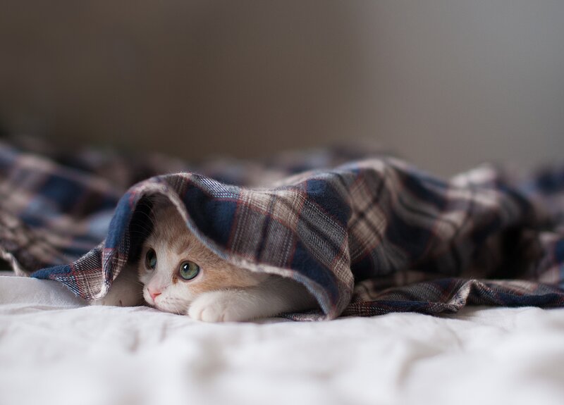 Kitten under Blanket — Calm