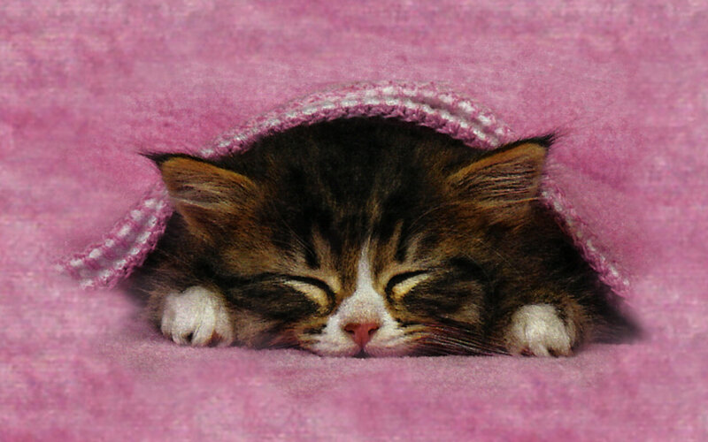 Kitten under Blanket — Pink