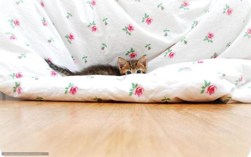 kitten under blanket