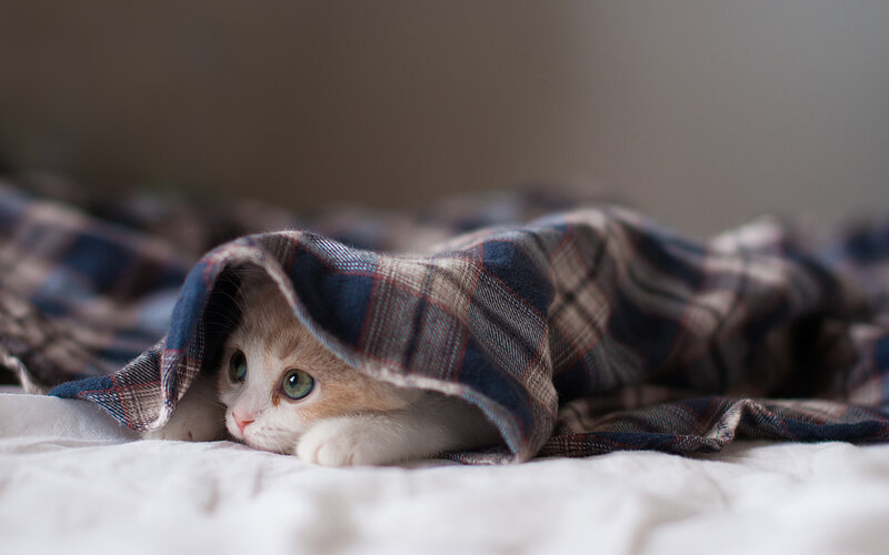 Kitten under Blanket — White, Calm, Photograph, Bed