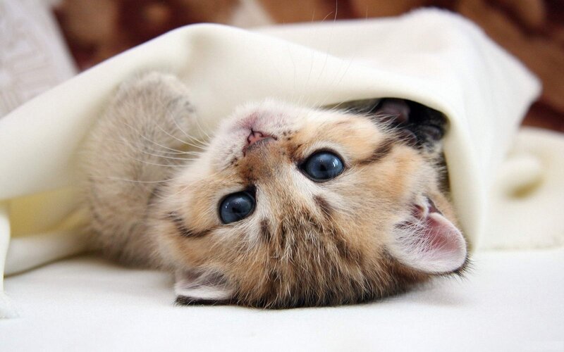 Kitten under Blanket — White, Calm, Photograph, Cat