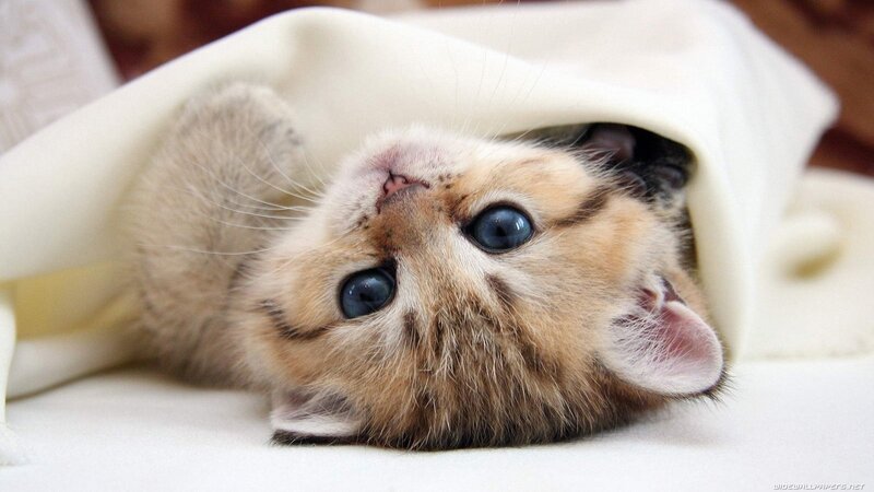 Kitten under Blanket — White, Calm, Photograph, Floor