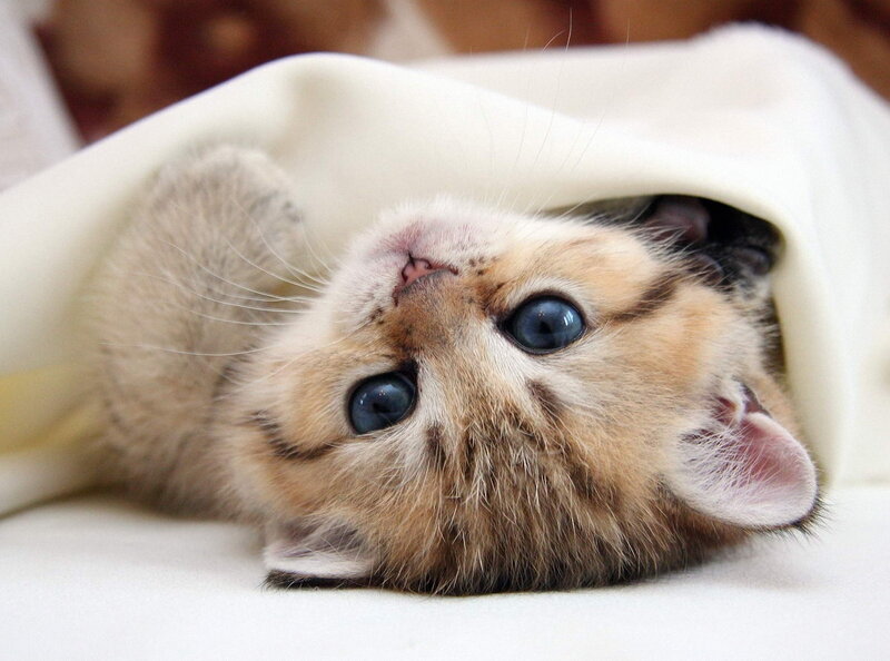 Kitten under Blanket — White, Calm