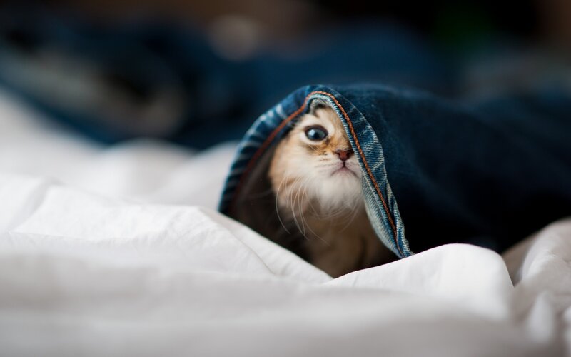 Kitten under Blanket — White, Cozy, Photograph