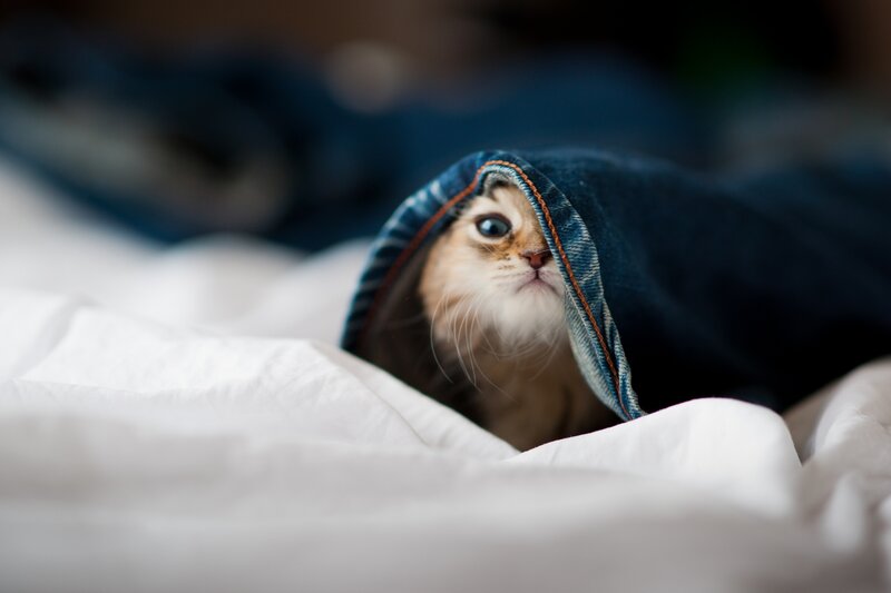 Kitten under Blanket — White, Curious, Photograph, Bed