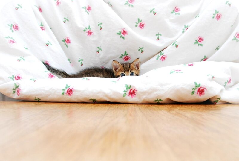 Kitten under Blanket — White, Curious, Photograph, Floor