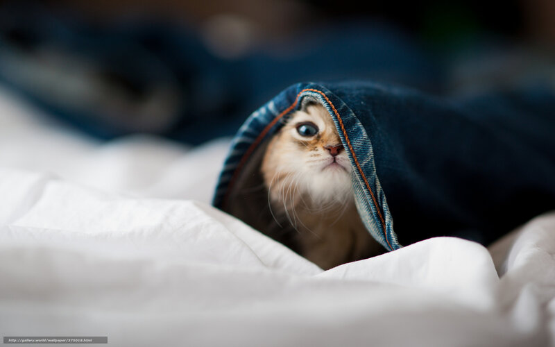Kitten under Blanket — White, Curious, Photograph, Jeans