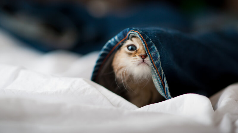 Kitten under Blanket — White, Curious, Photograph