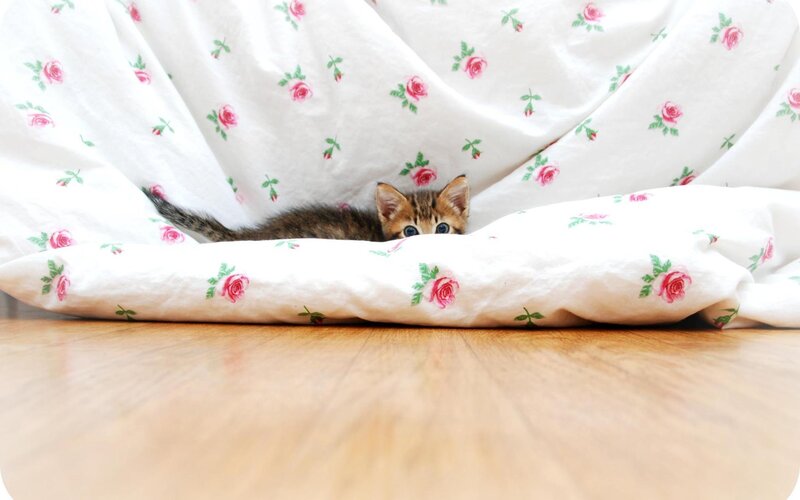 Kitten under Blanket — White, Curious