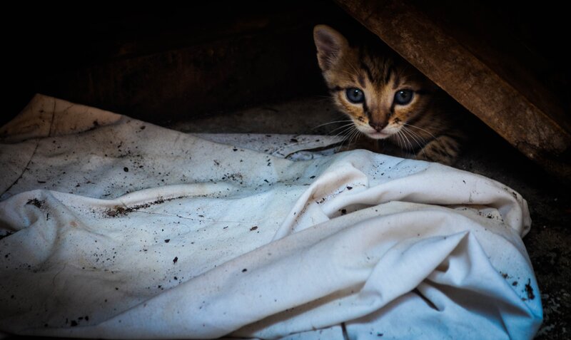 Kitten under Blanket — White, Dramatic
