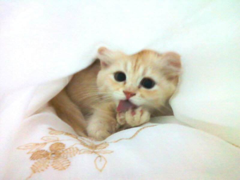 Kitten under Blanket — White, Playful