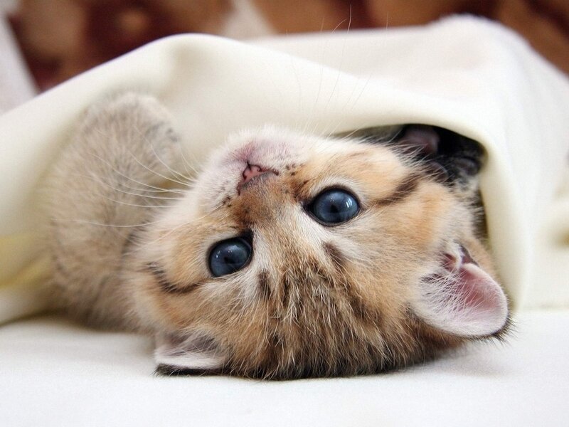 Kitten under Blanket — White
