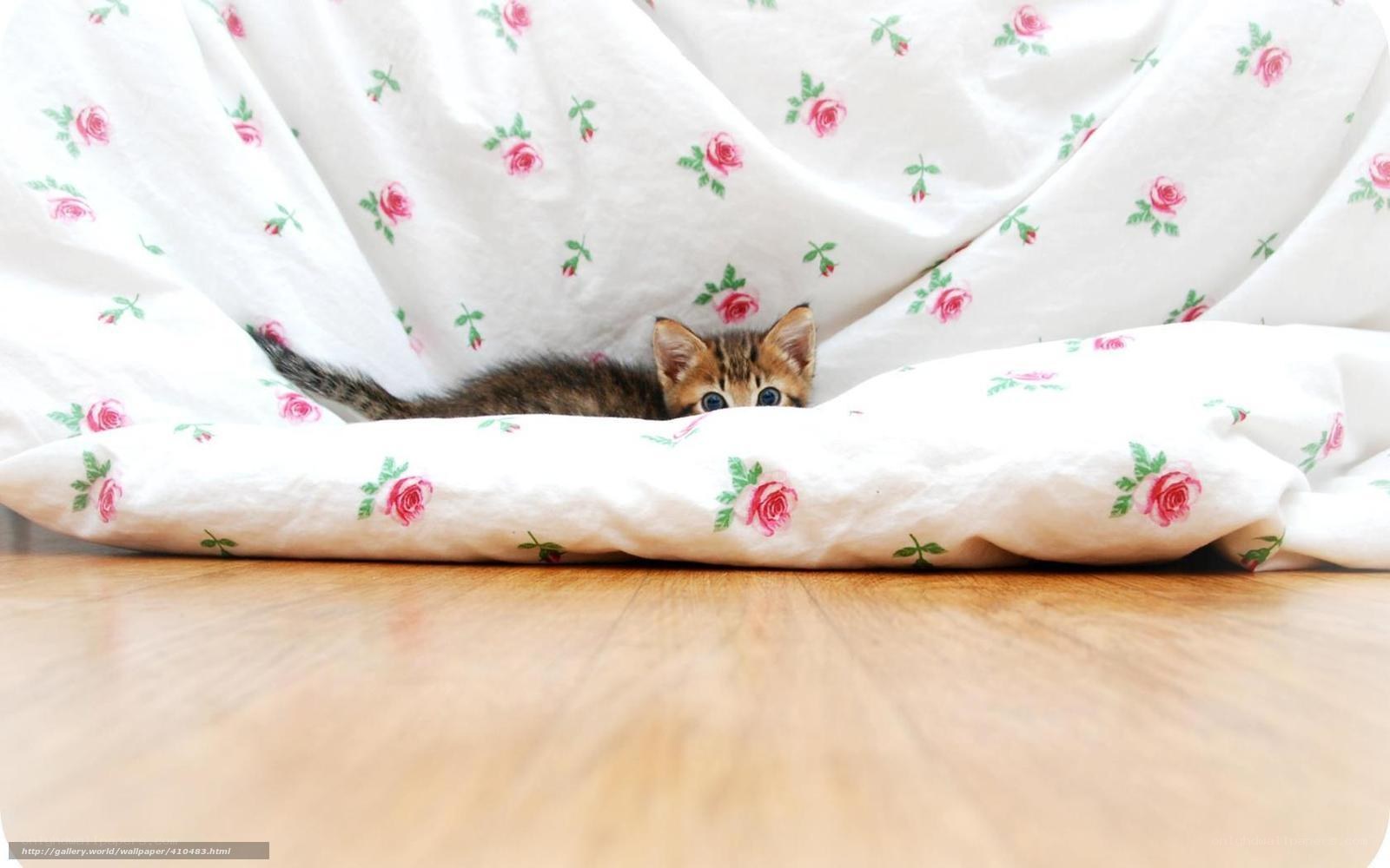 kitten under blanket