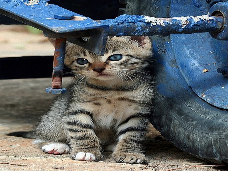 kitten under blue machinery