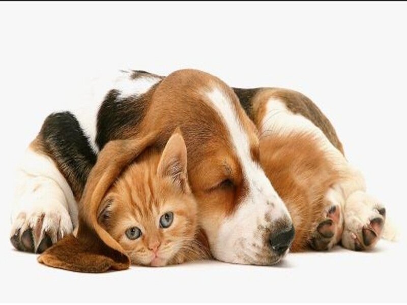 Kitten under Dog's Ear — Brown, Calm