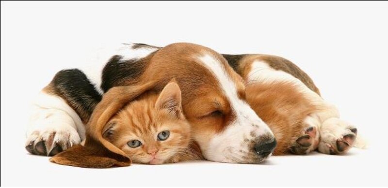 Kitten under Dog's Ear — Brown