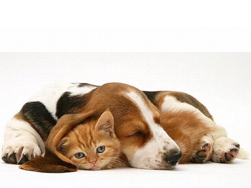 Kitten under Dog's Ear