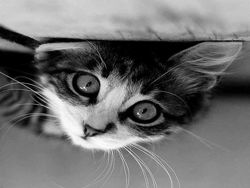 Kitten under Fabric