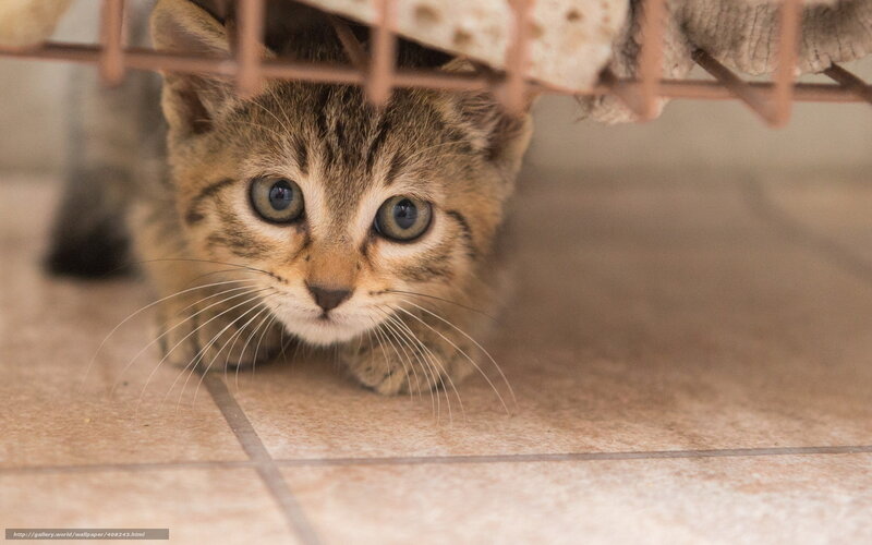kitten under furniture